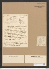 Schizostauron reichardtianum Grun. (de-Toni-Nr.: Genus 8, Species 977) Zeichnungen Sammlung Grunow Nr. 1854 (NHMW-BOT-W0368797)